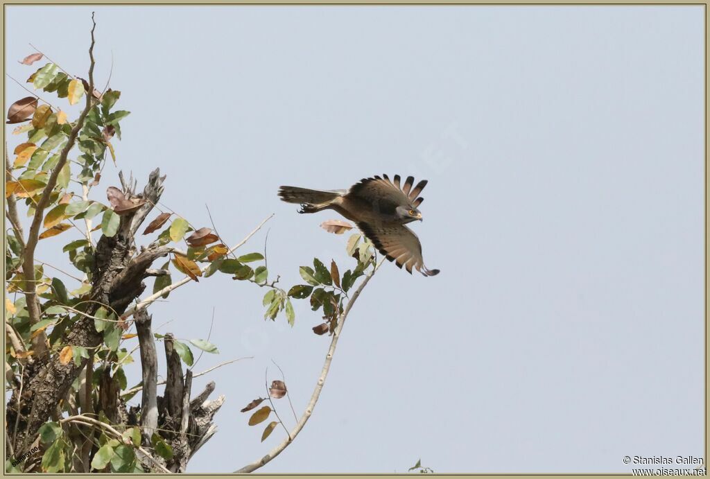 Grasshopper Buzzardadult, Flight