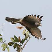 Grasshopper Buzzard