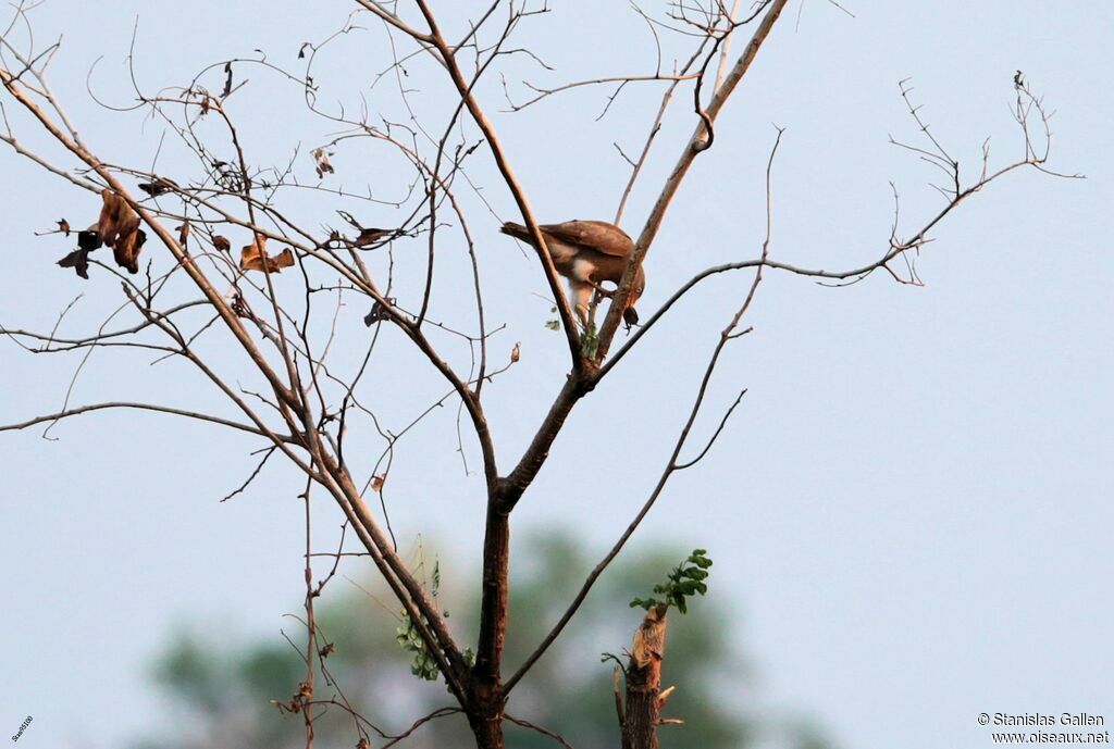 Rufous-winged Buzzardadult, eats