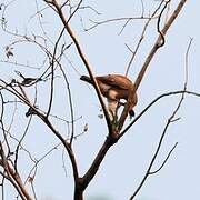 Rufous-winged Buzzard