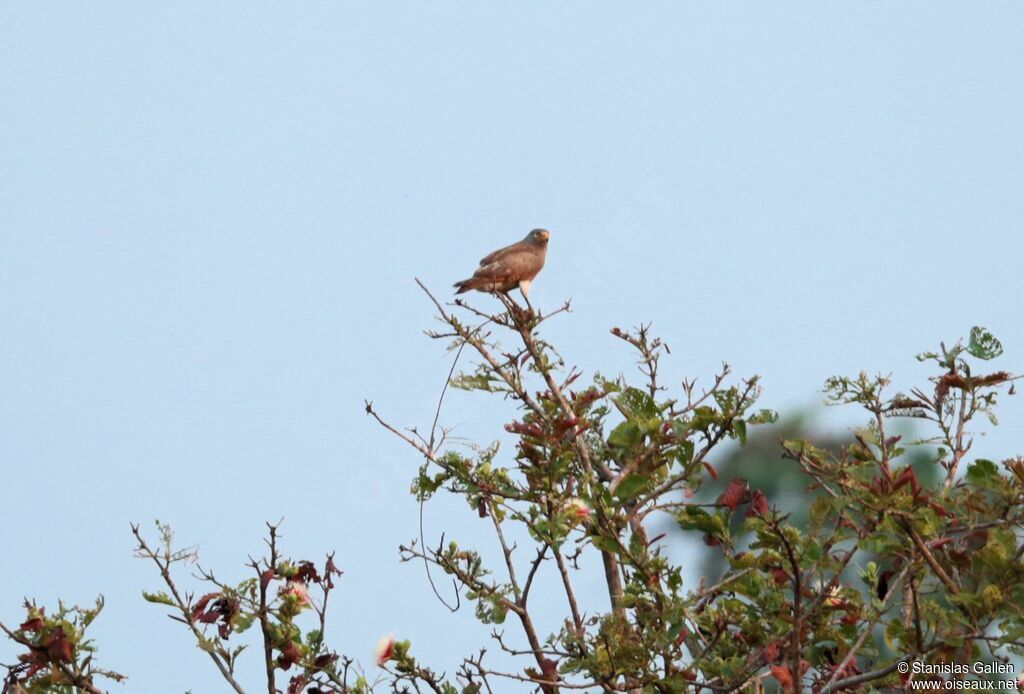 Rufous-winged Buzzardadult, eats