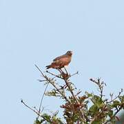 Rufous-winged Buzzard