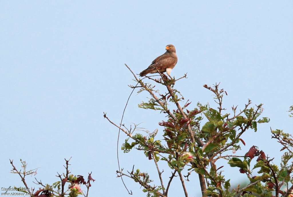 Rufous-winged Buzzardadult