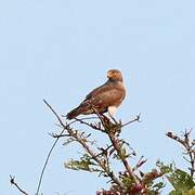 Rufous-winged Buzzard