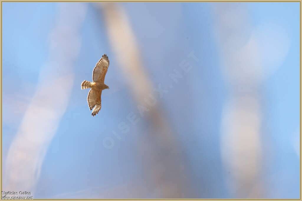 Red-shouldered Hawkadult, Flight