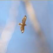 Red-shouldered Hawk