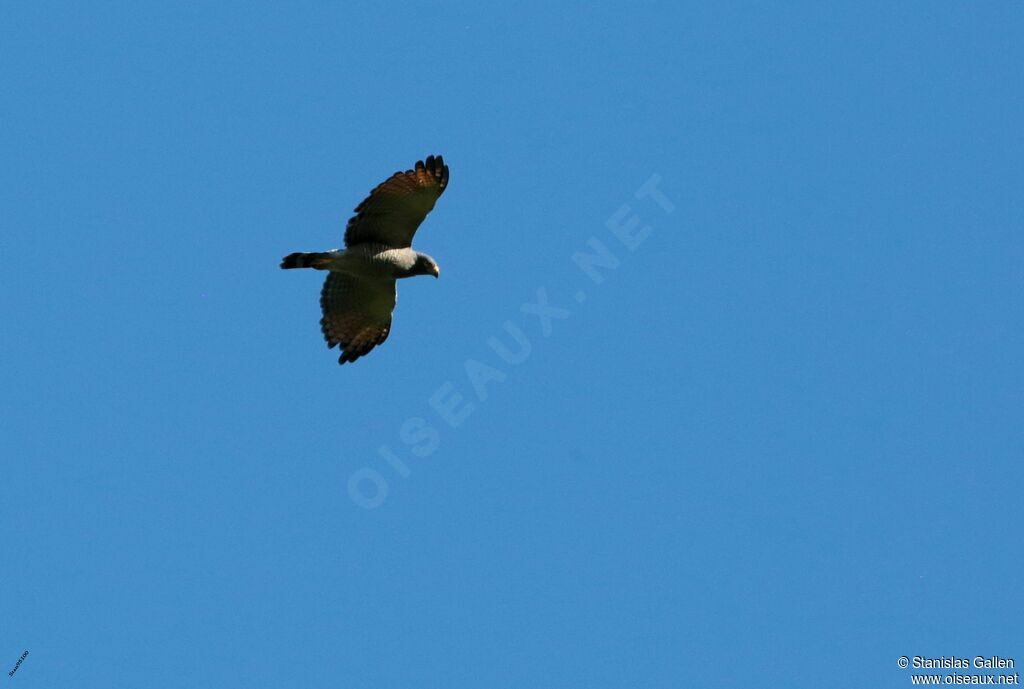 Roadside Hawk