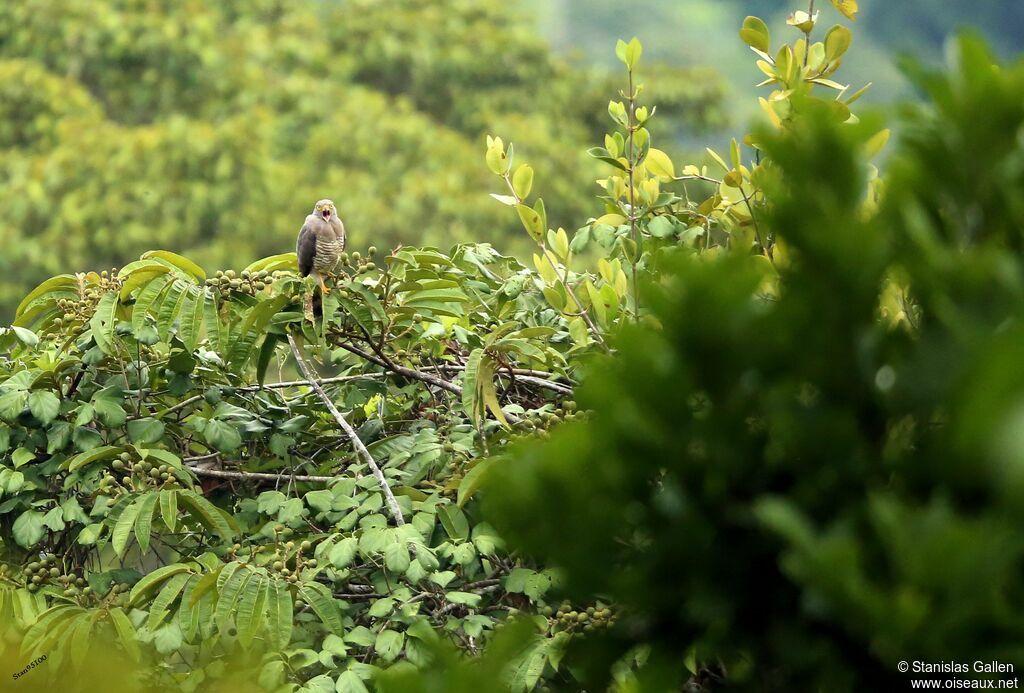 Roadside Hawkadult