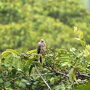 Roadside Hawk