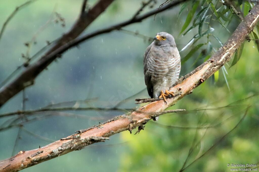 Roadside Hawkadult