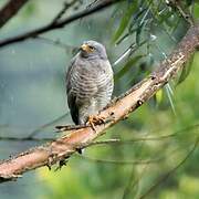 Roadside Hawk