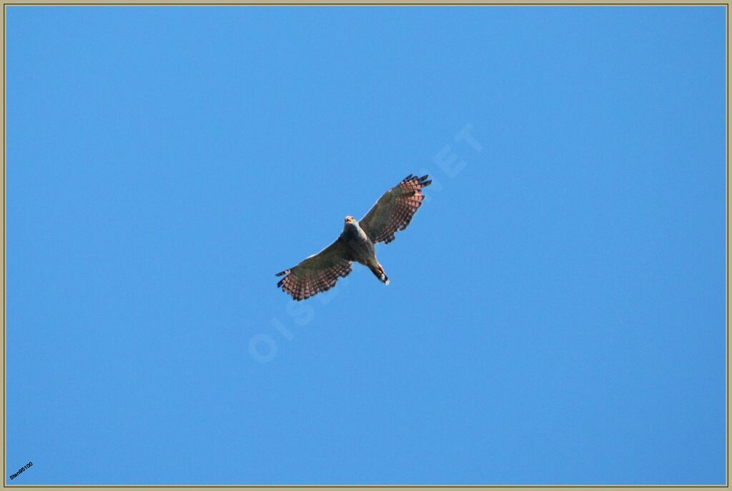 Roadside Hawkadult, Flight