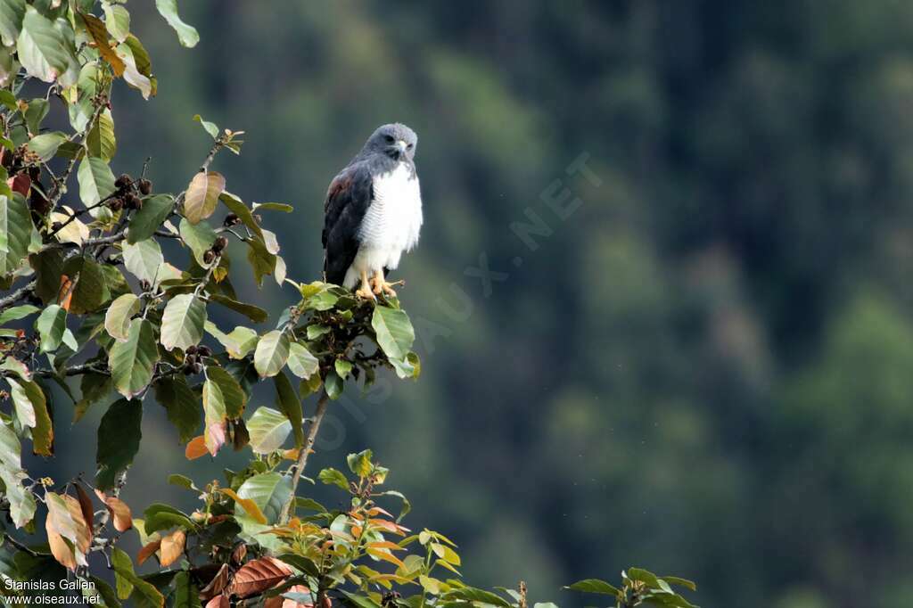 White-tailed Hawkadult, habitat, fishing/hunting