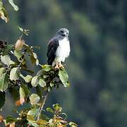 White-tailed Hawk