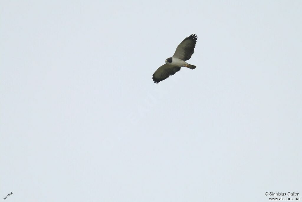 Short-tailed Hawkadult, Flight