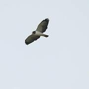 Short-tailed Hawk