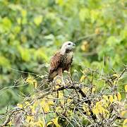 Black-collared Hawk