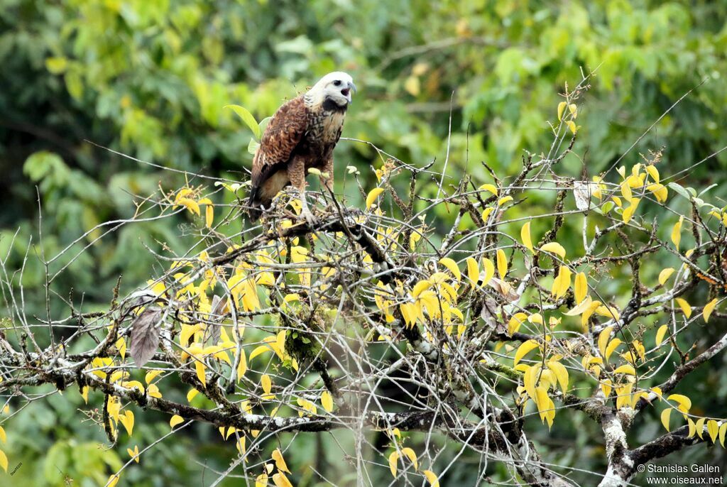 Black-collared Hawkadult, song