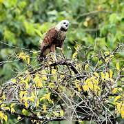 Black-collared Hawk