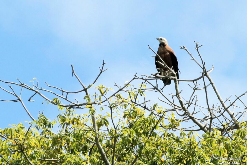 Black-collared Hawkadult