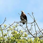 Black-collared Hawk