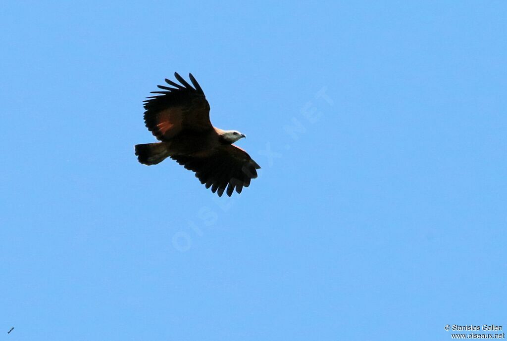 Black-collared Hawkadult, Flight