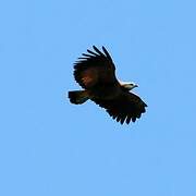 Black-collared Hawk