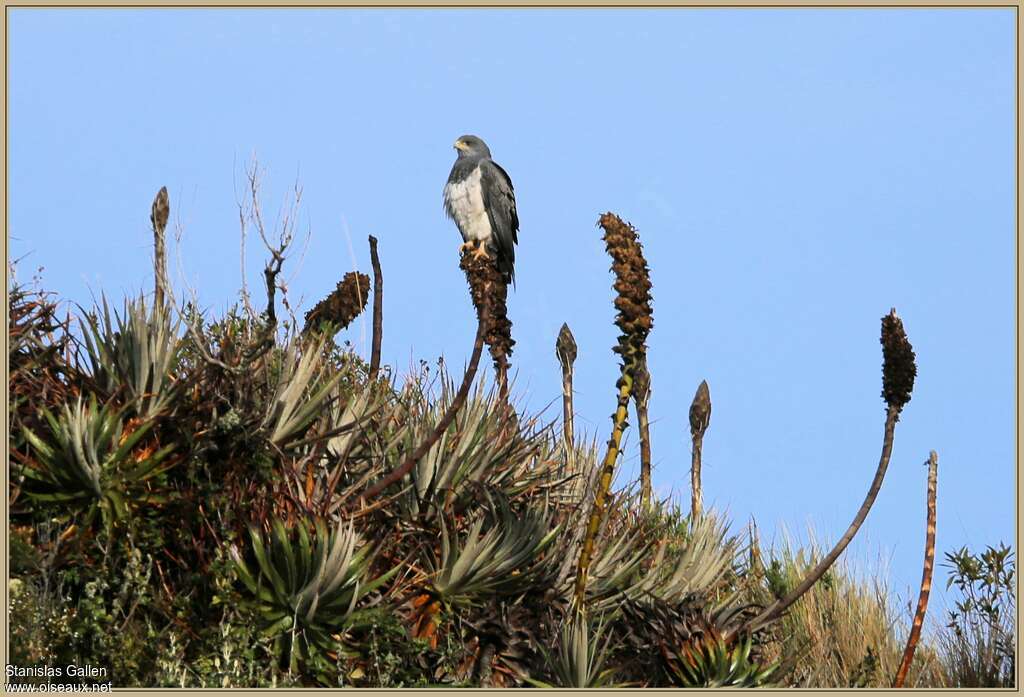 Buse aguiaadulte, habitat, pêche/chasse