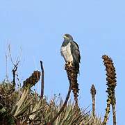 Black-chested Buzzard-Eagle