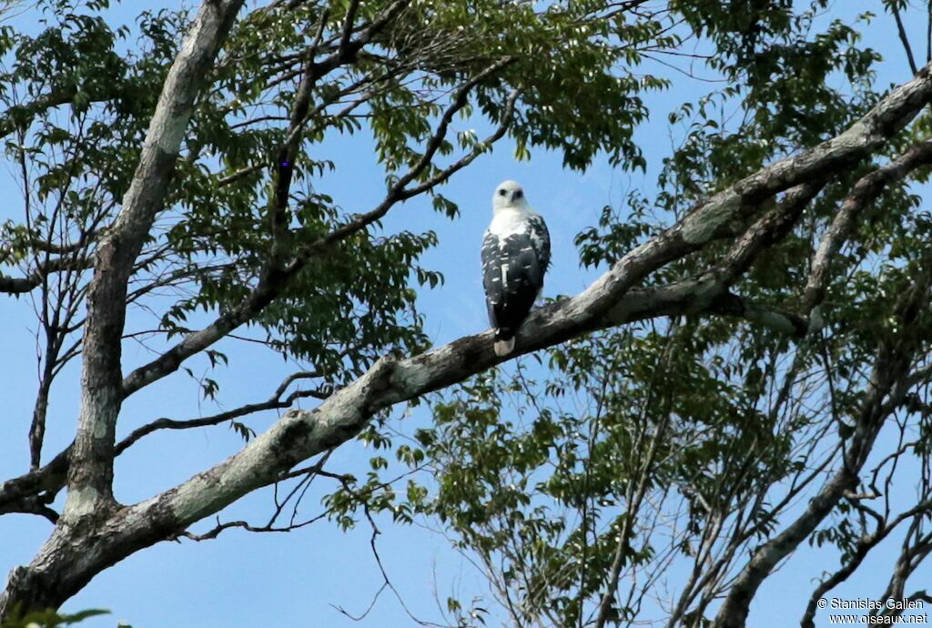 White Hawkadult