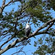 White Hawk