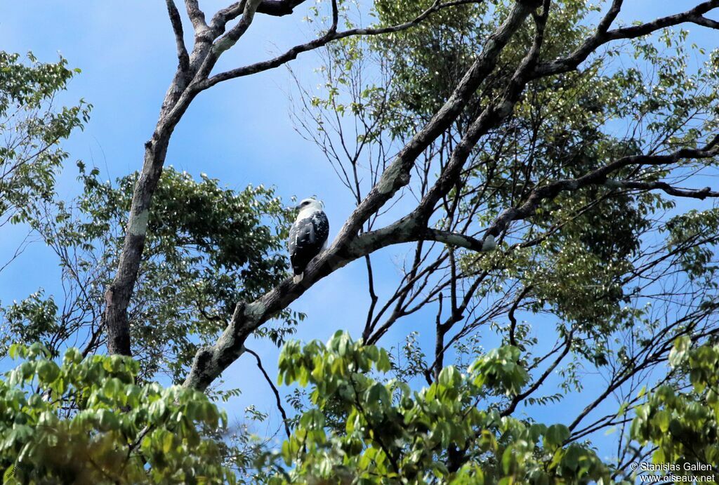 White Hawk