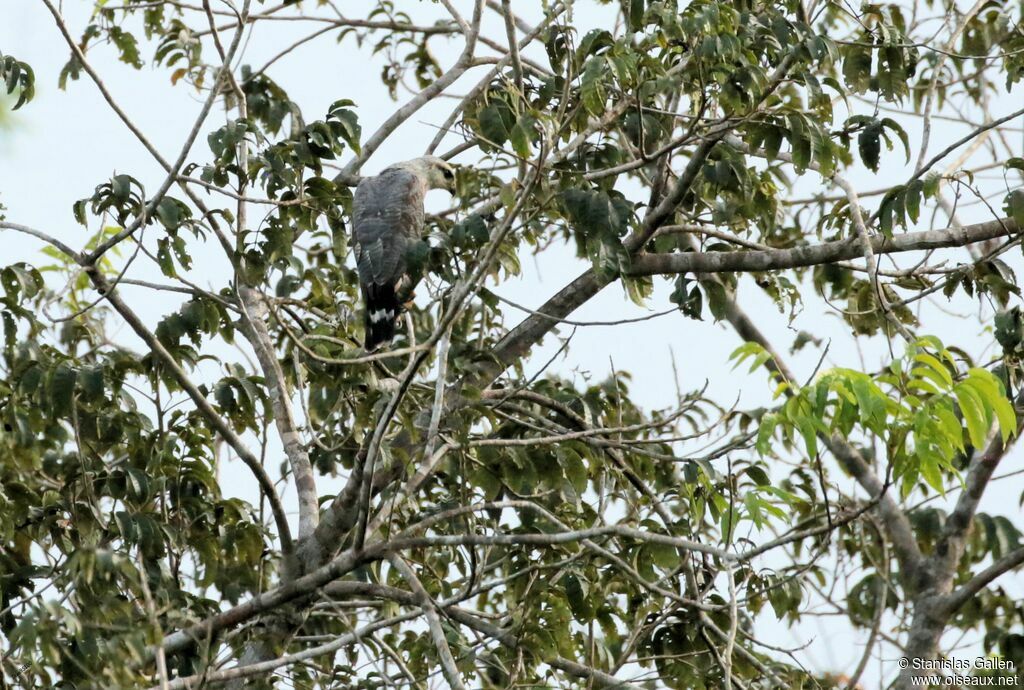 Grey-lined Hawkjuvenile