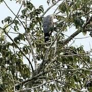 Grey-lined Hawk