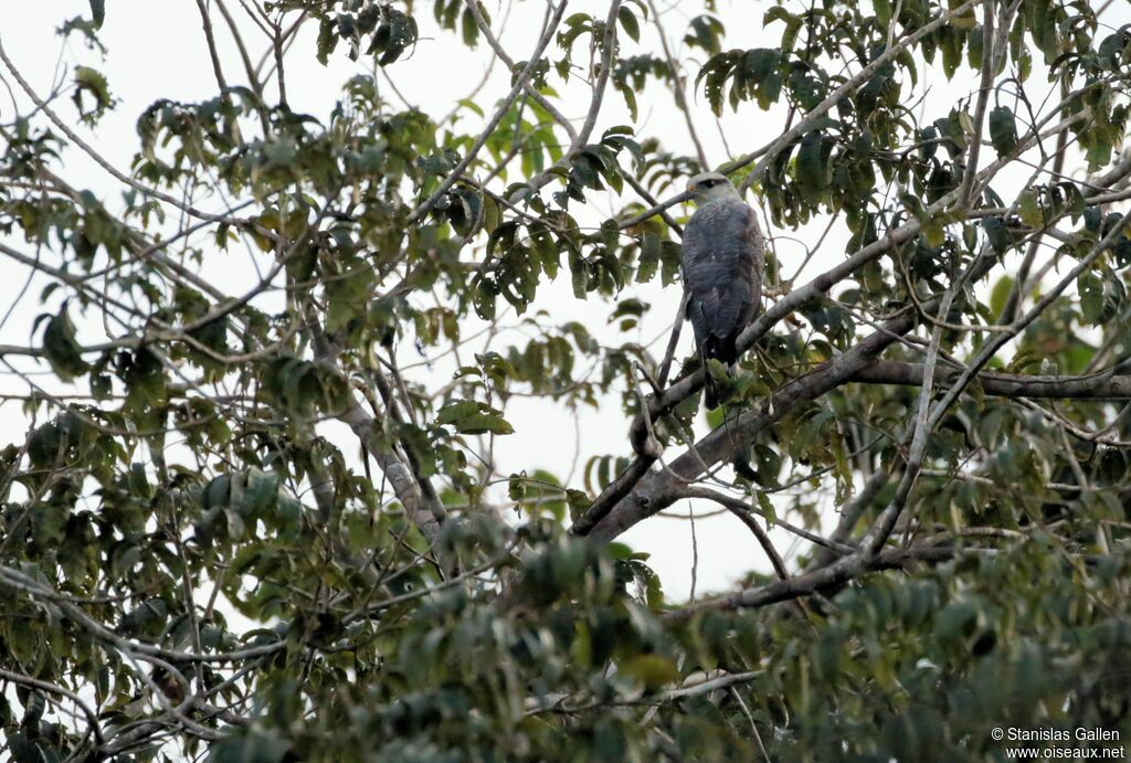 Grey-lined Hawkjuvenile