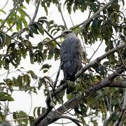 Grey-lined Hawk