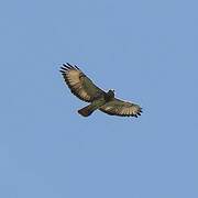 Red-necked Buzzard