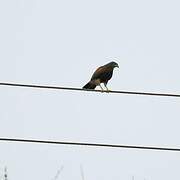 Harris's Hawk