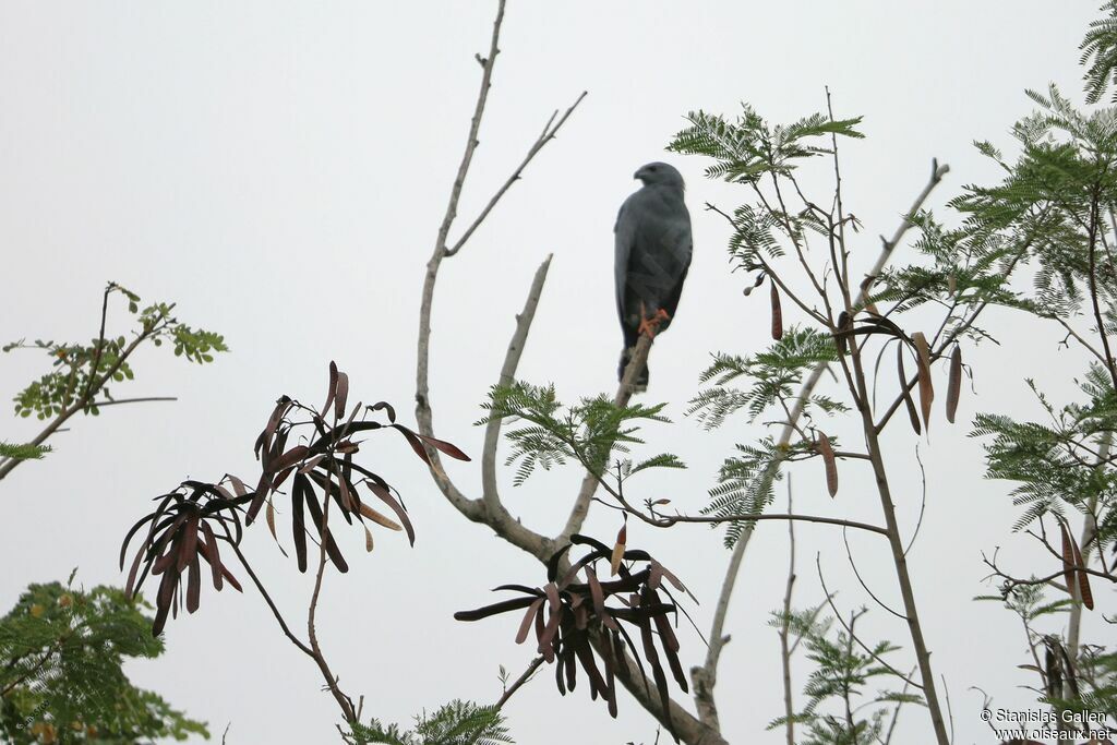 Crane Hawkadult