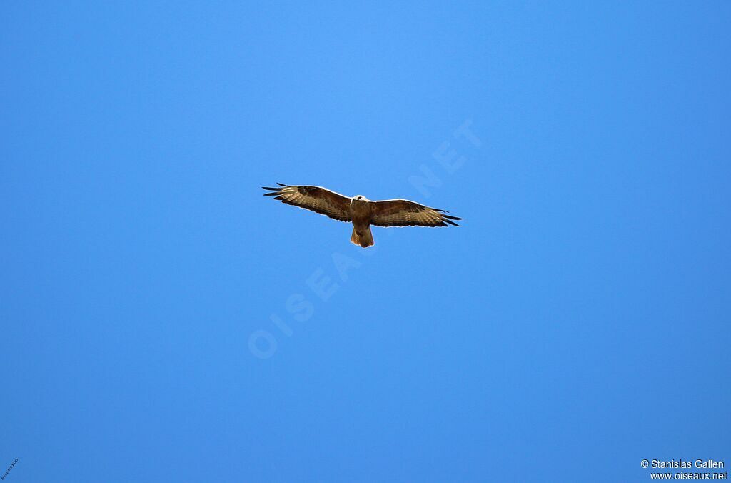 Long-legged Buzzardadult breeding, Flight