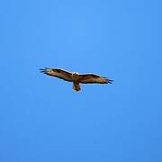 Long-legged Buzzard