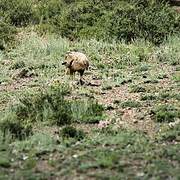 Long-legged Buzzard