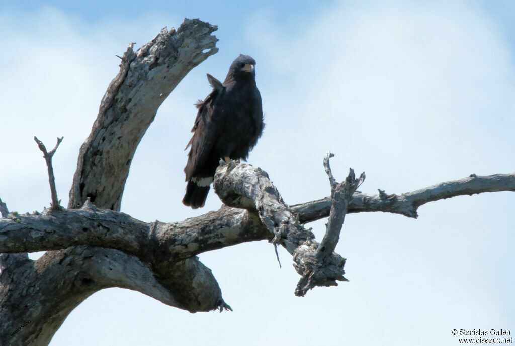 Common Black Hawkadult