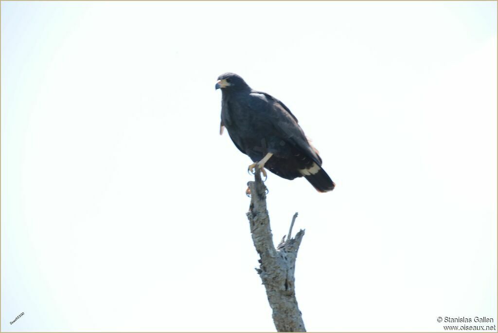 Common Black Hawkadult