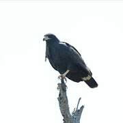 Common Black Hawk