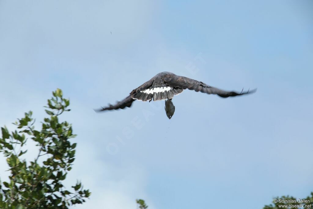 Common Black Hawkadult, Flight