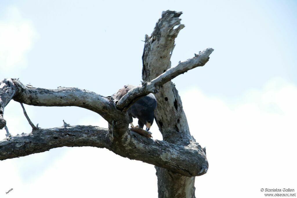 Common Black Hawkadult, eats