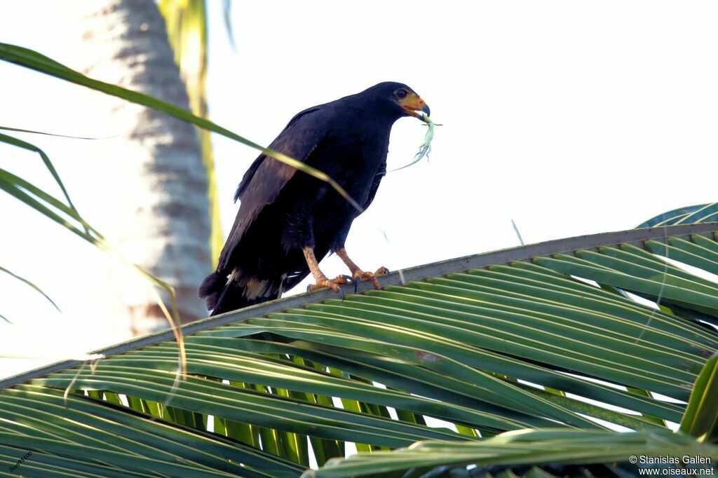 Common Black Hawkadult, eats