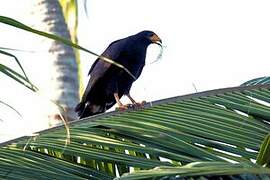 Common Black Hawk