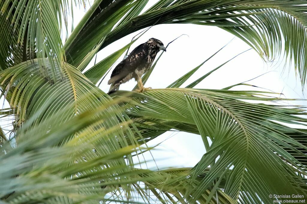 Common Black Hawkjuvenile